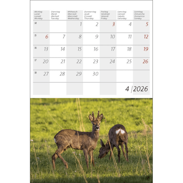 Alpine Animals 2026