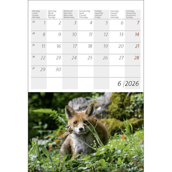 Alpine Animals 2026