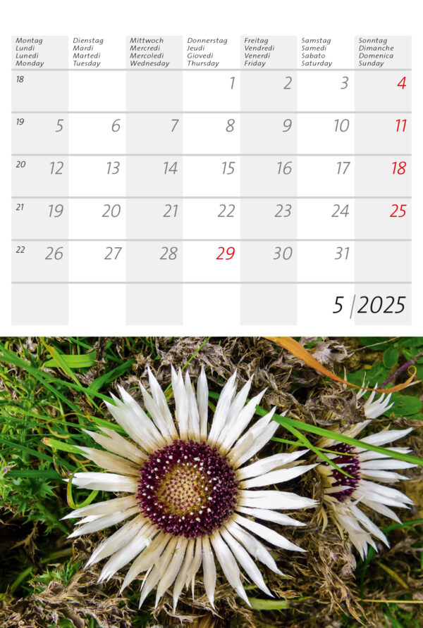 Plantes d'alpage et de jardin 2025